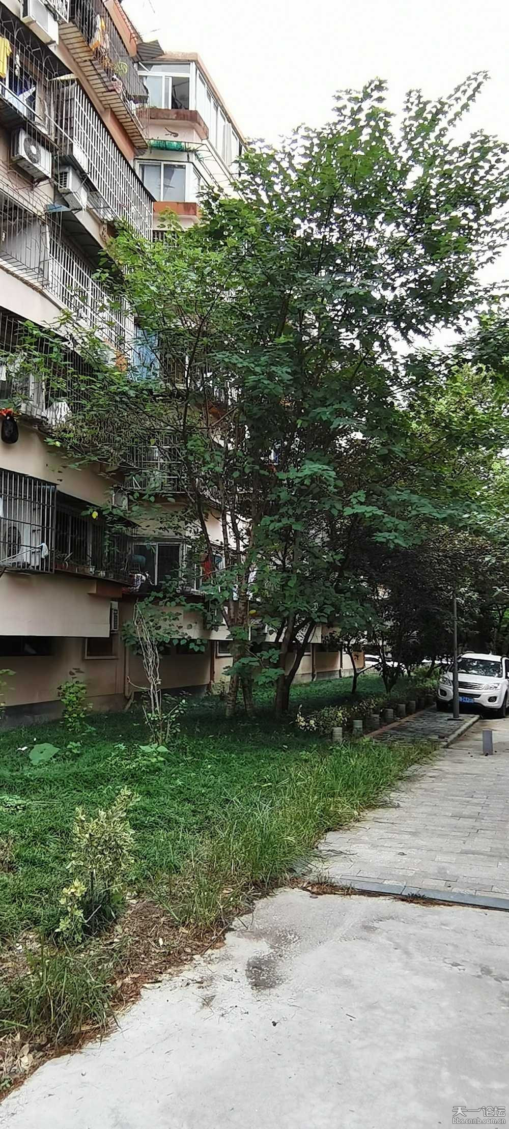 楊莊社區(qū)回遷安置房為于恒大金碧天下項目